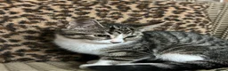 Mixed Breed cats for sale: Gorgeous Fluffy Kittens. Beautiful Little Souls🤍 - Advert 6
