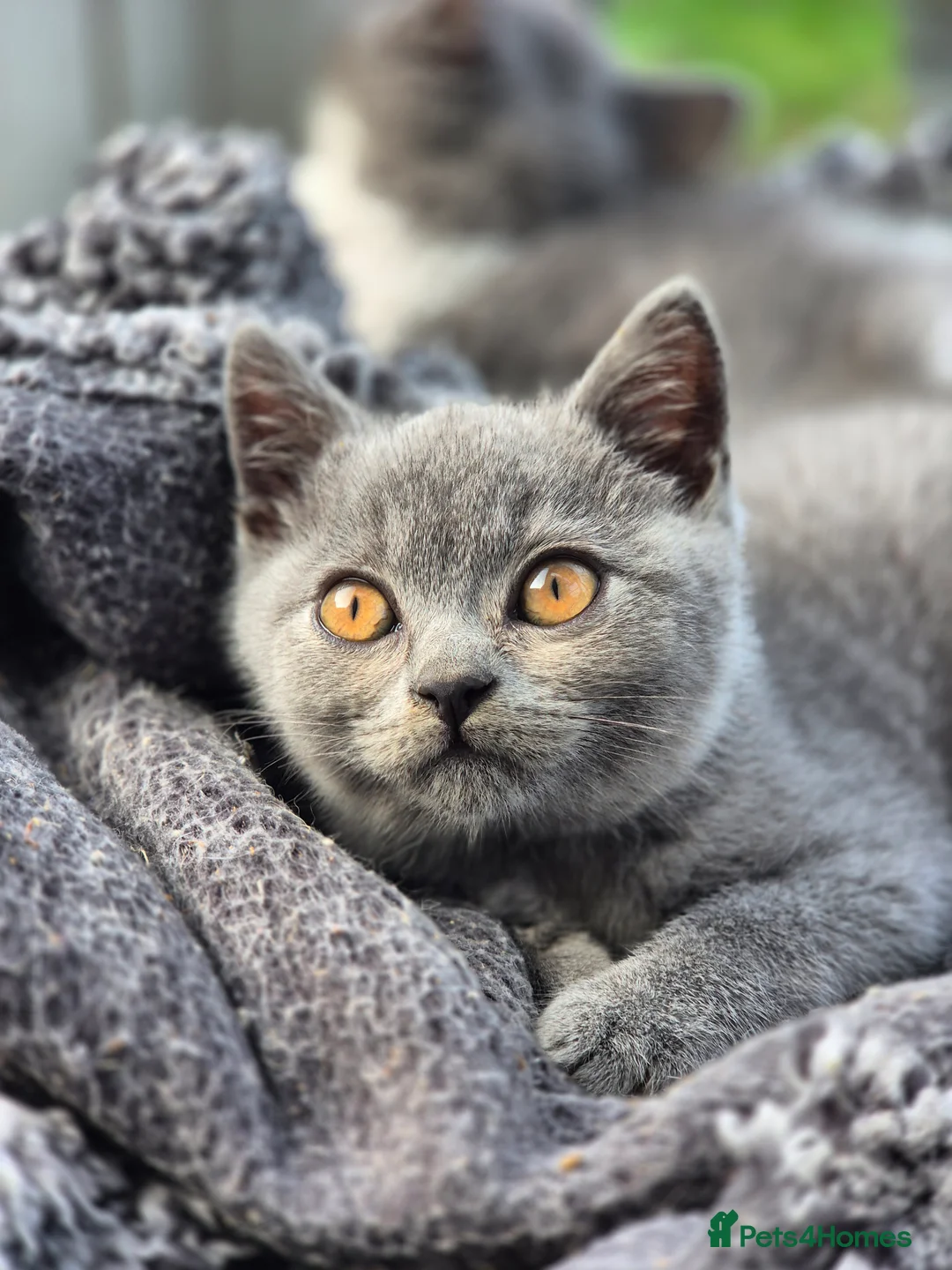 British Shorthair cats for sale: Stunning BSH kitten GCCF Reg Champion sired - Advert 28
