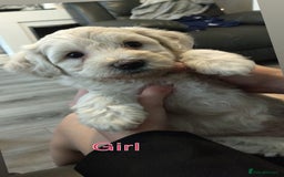 Poochon dogs for sale: Poochons💥 2 Beauties READY TO LEAVE NOW 💥  - Image 26