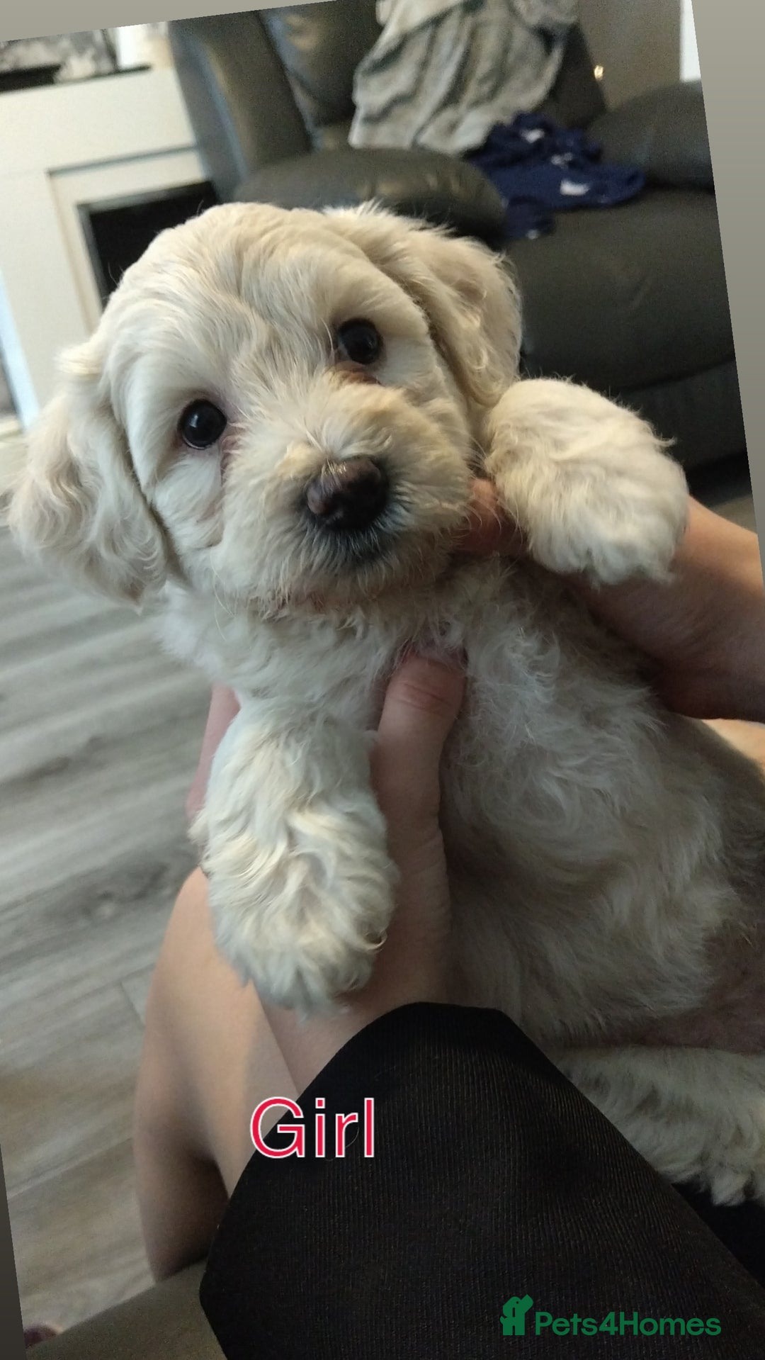 Poochon dogs for sale: Poochons💥 2 Beauties READY TO LEAVE NOW 💥  - Image 26