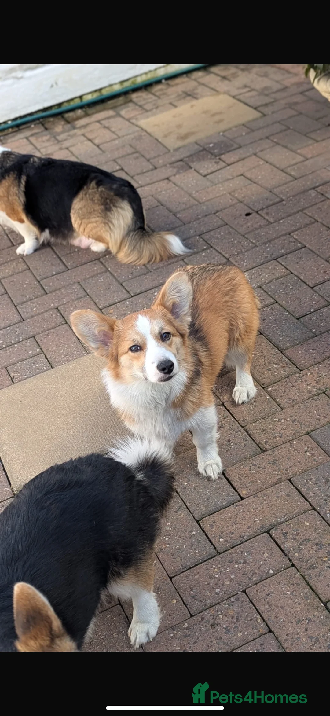 Welsh Corgi Pembroke dogs for sale: Two beautiful dogs for sale  in Swadlincote - Advert 1