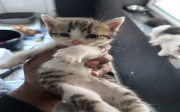 Mixed Breed cats for sale: Beautiful Kittens Available - Image 6