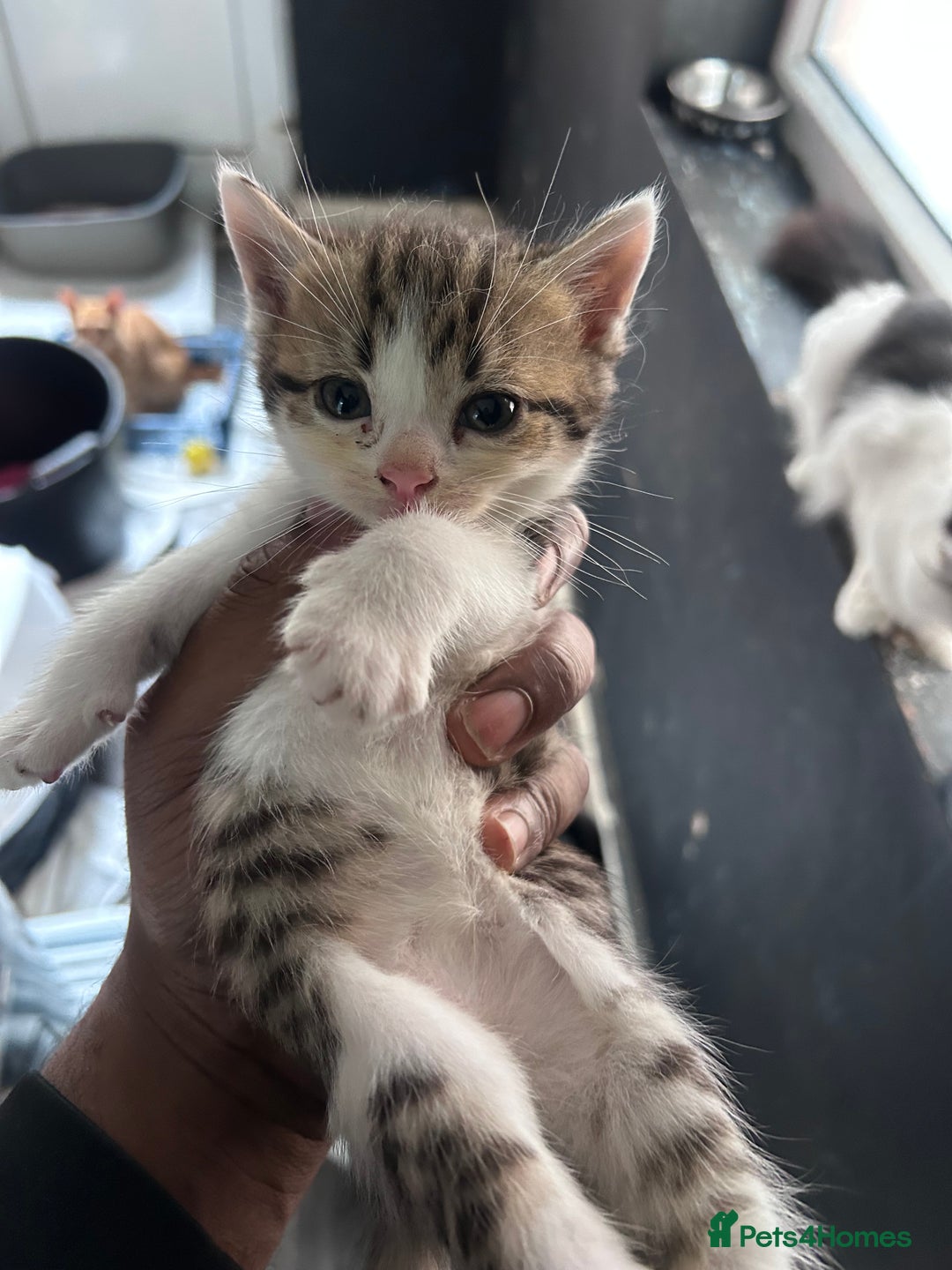 Mixed Breed cats for sale: Beautiful Kittens Available - Image 6