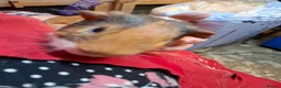 Guinea Pig rodents for sale: Baby guinea pigs for sale  - Advert 3