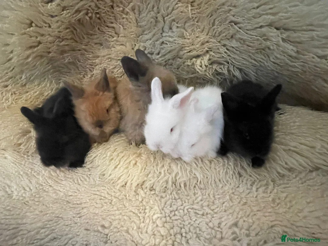 Mini Lion Lop rabbits for sale: Mini lionhead lop and teddy bear cross  - Advert 2