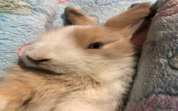 Mini Lop rabbits for sale: Beautiful Mini Lop Rabbits  - Image 7