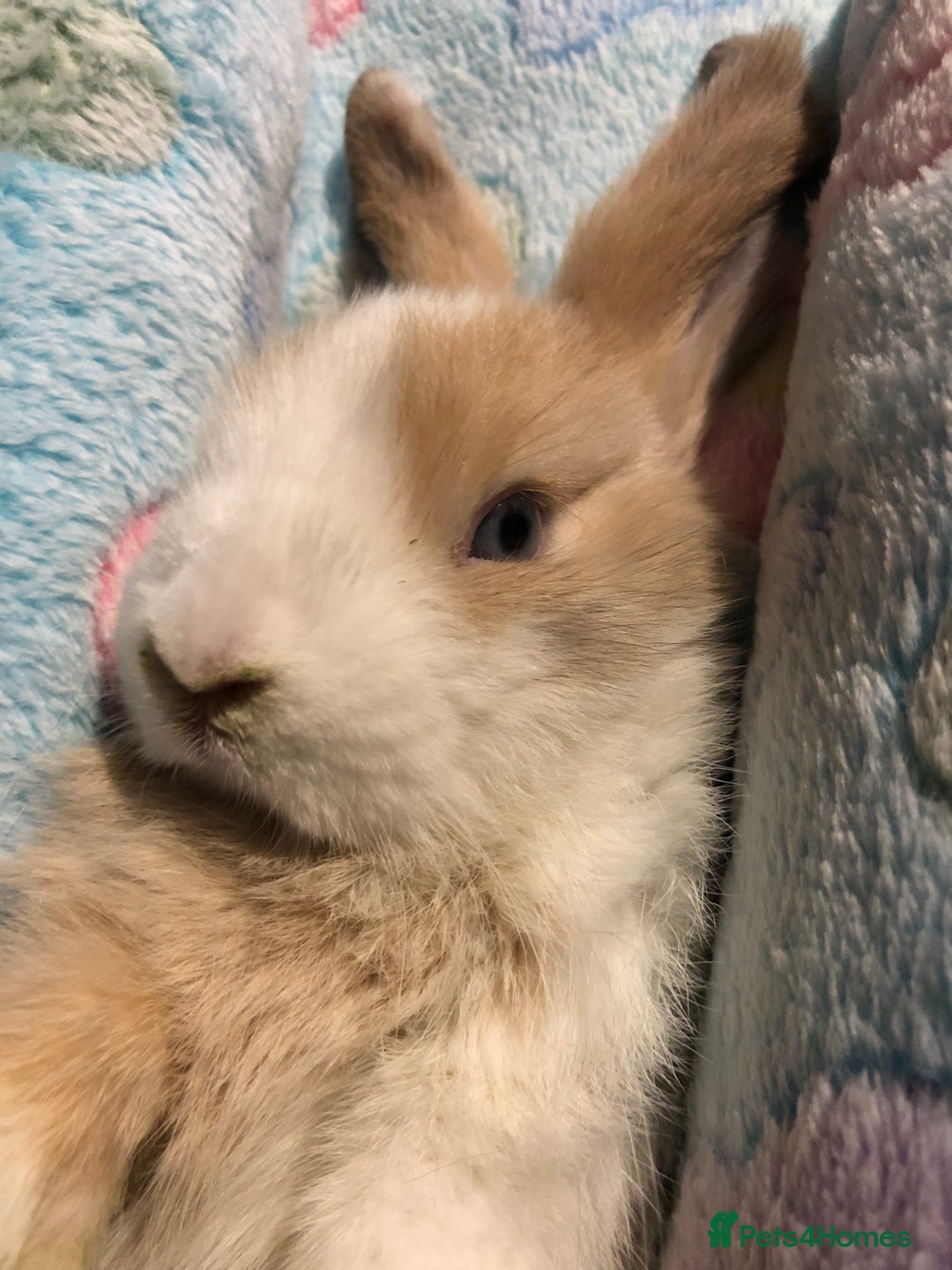 Mini Lop rabbits for sale: Beautiful Mini Lop Rabbits  - Image 7