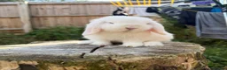 Mini Lop rabbits for sale: Mini lops available  in Ferndown - Advert 10
