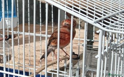 Canaries birds for sale: Cock Linnet mule - Image 2
