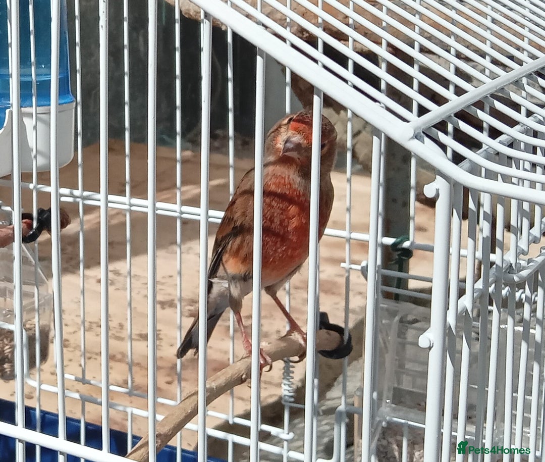 Canaries birds for sale: Cock Linnet mule - Image 2