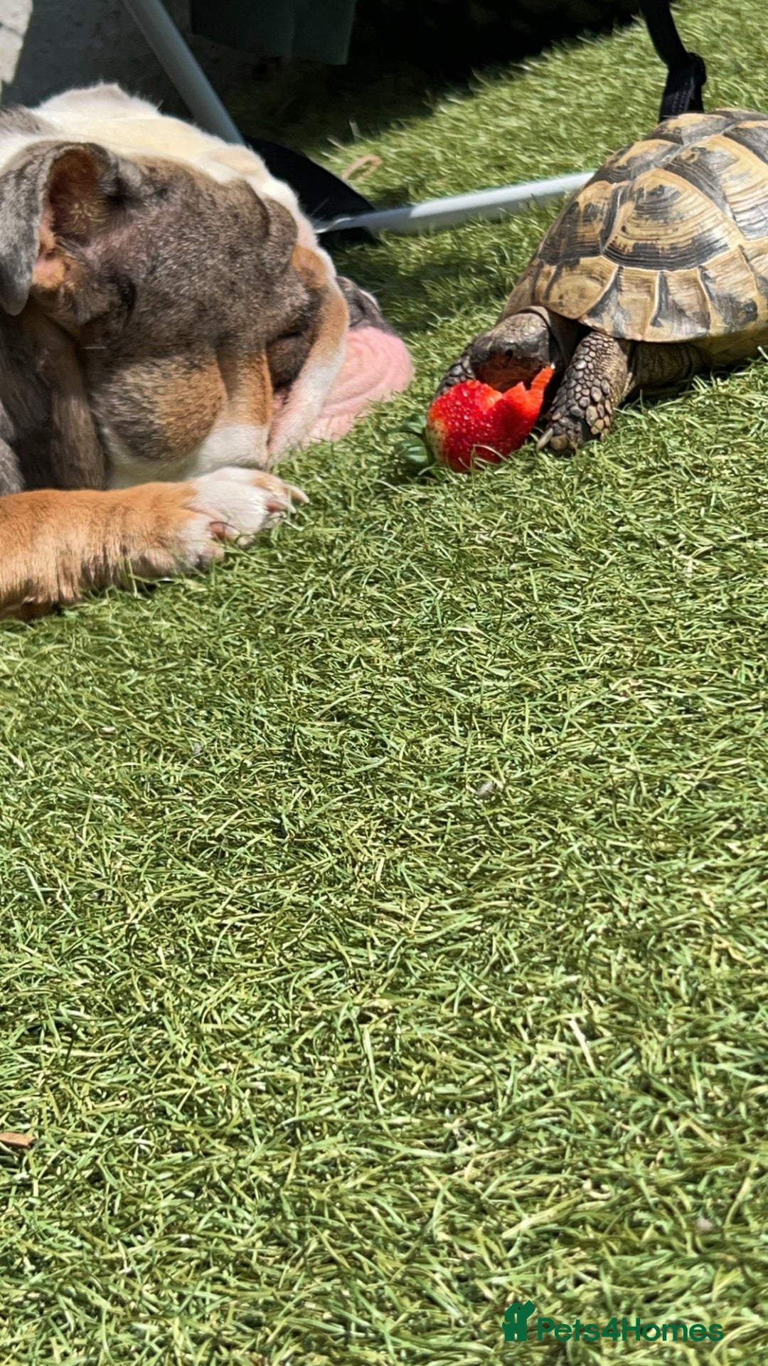 Hermann Tortoise reptiles for sale: Breeding pair of Hermann tortoises and babies - Advert 7