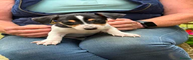 Jack Russell 5