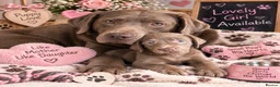 Labrador Retriever dogs for sale: KC silver Labrador  in Peterborough - Advert 1