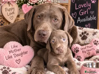 Labrador Retriever dogs KC silver Labrador - Advert 1
