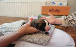 Boxer dogs for sale: 🌟KC REG BOBTAIL BOXER PUPS🌟 - Image 6
