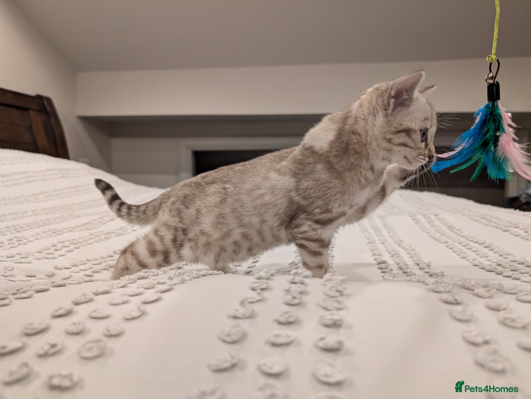 Bengal cats for sale: 🤍🩶 Stunning Snow Bengal Kittens 🩶🤍 - Advert 19