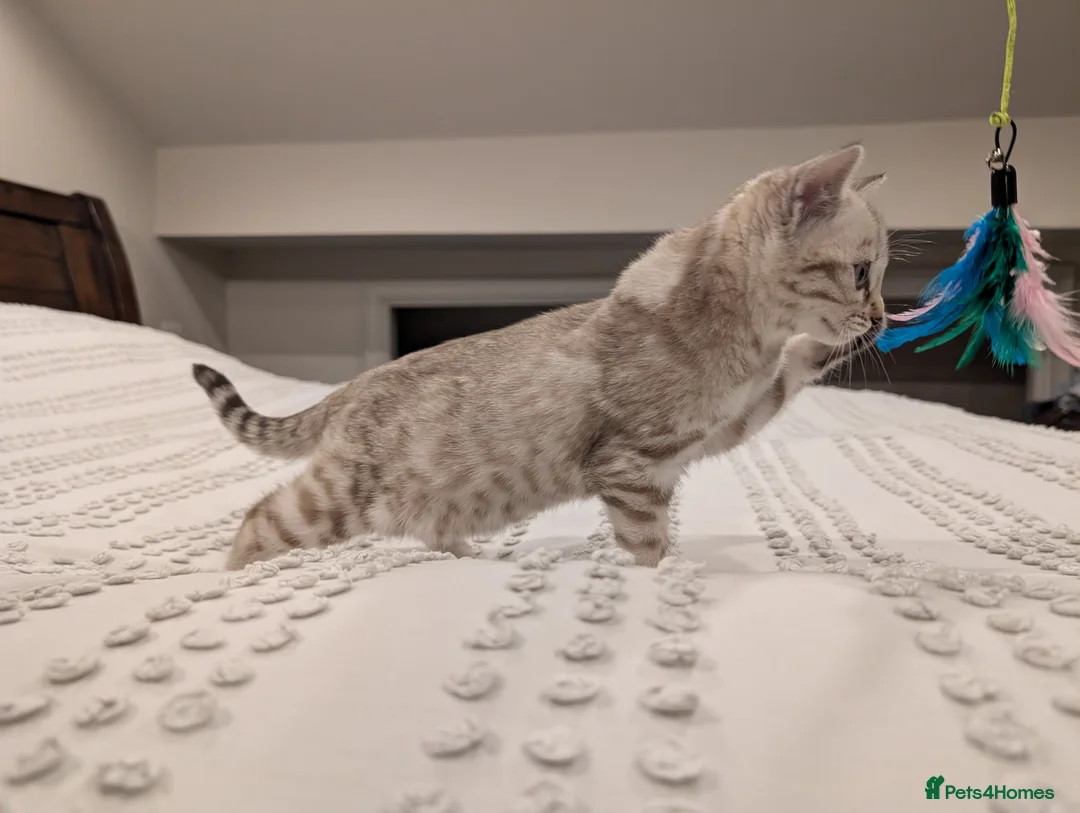 Bengal cats for sale: 🤍🩶 Stunning Snow Bengal Kittens 🩶🤍 - Advert 19