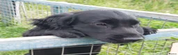 Cocker Spaniel dogs for sale: Beautiful Boy - Advert 9
