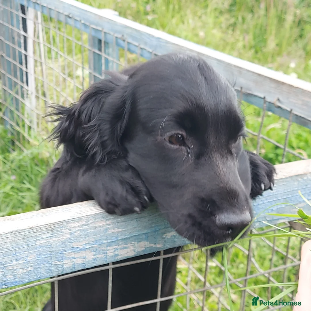 Cocker Spaniel dogs for sale: Beautiful Boy - Advert 9