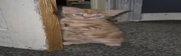 Mixed Breed cats for sale: Kittens for sale  in Sheffield - Advert 7