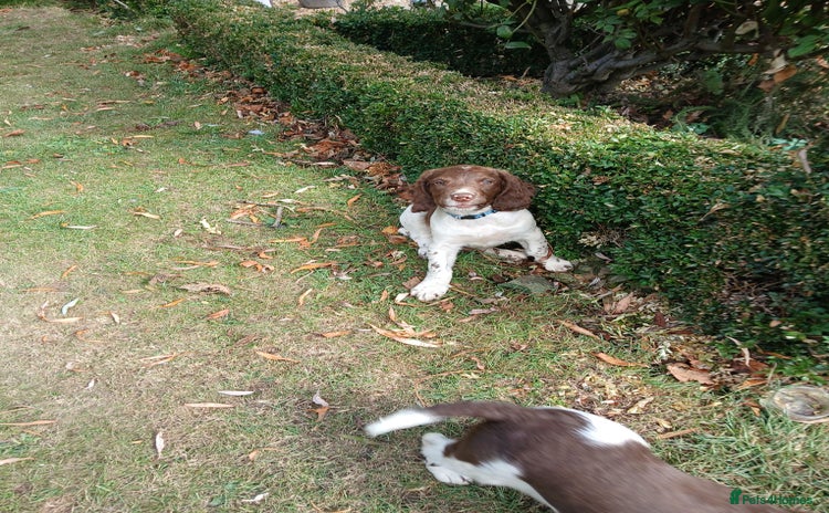 English Springer Spaniel dogs - Advert 10