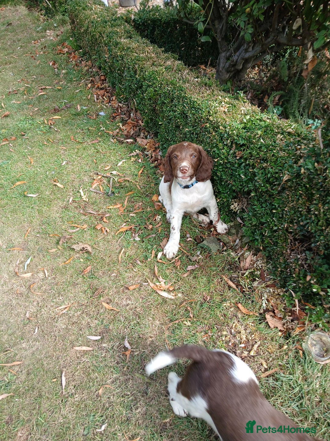 English Springer Spaniel dogs for sale: Last remaining springer puppy, Archie 'Mr Shy'  - Image 1