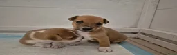 Jack Russell dogs for sale: Short legged jack russels in Harwich - Advert 2