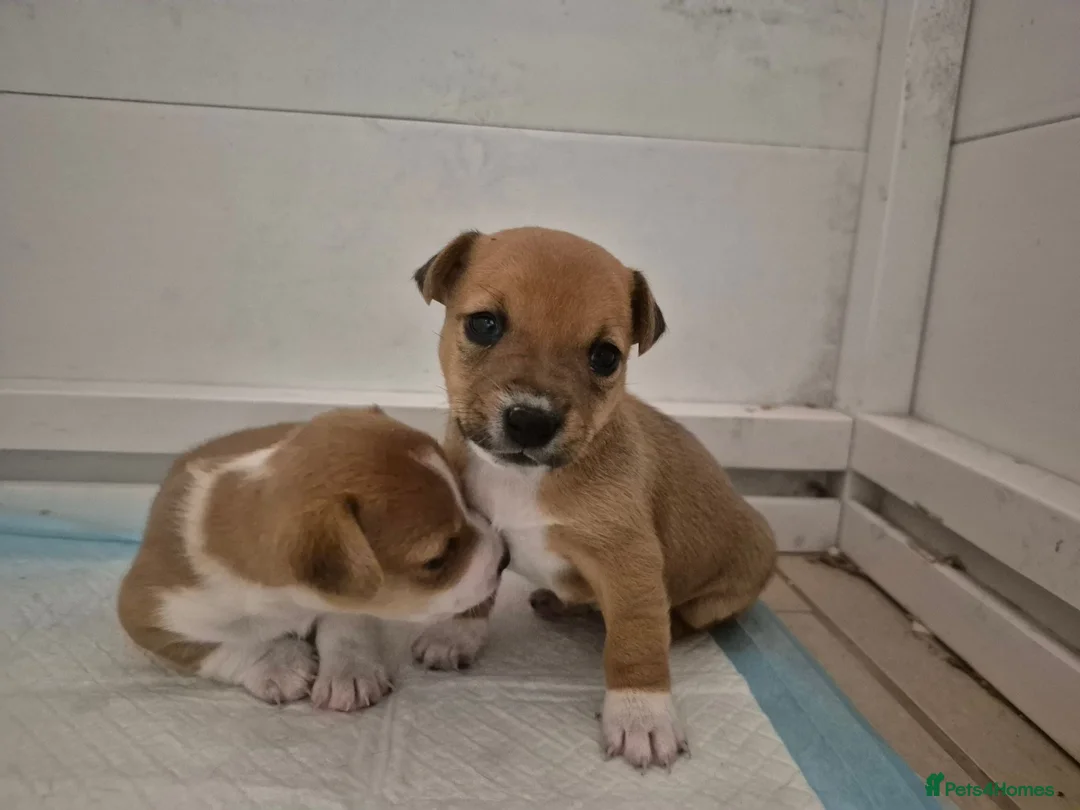 Jack Russell dogs for sale: Short legged jack russels in Harwich - Advert 2