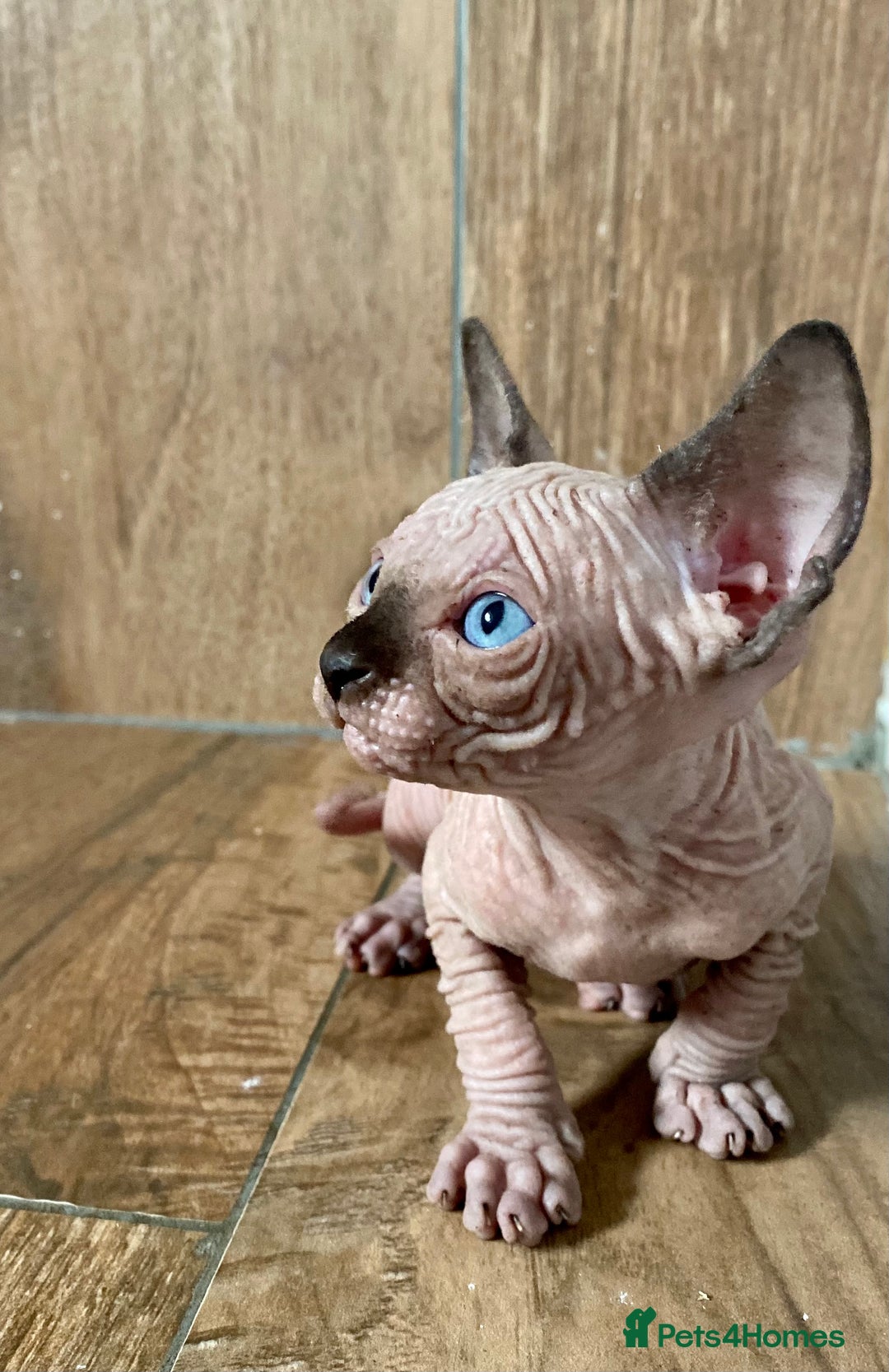 Sphynx cats for sale: Kittens sphinx Canadian girl blue eyes  - Image 22