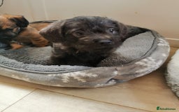 Mixed Breed dogs for sale: Little bundles of schweenie love!  - Image 32