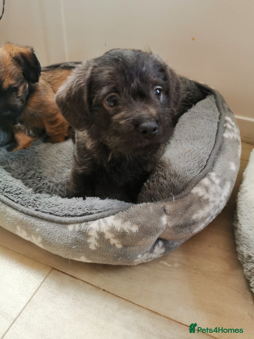 Mixed Breed dogs for sale: Little bundles of schweenie love!  - Image 32