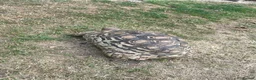 Tortoise reptiles for sale: Leopard tortoises for sale  - Advert 7