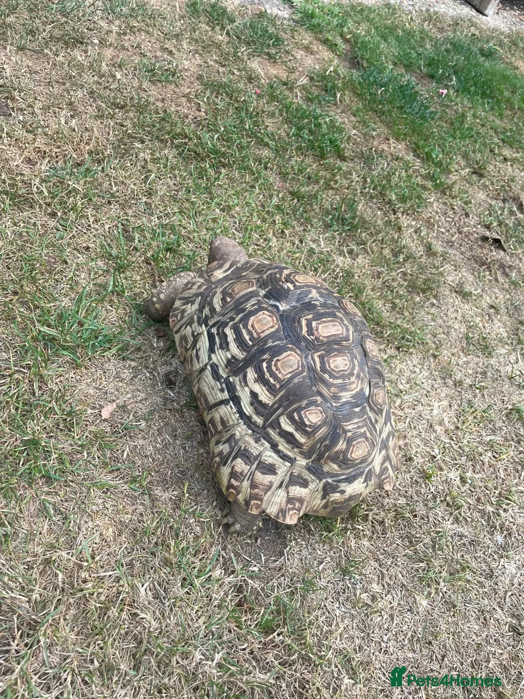 Tortoise reptiles for sale: Leopard tortoises for sale  - Advert 7
