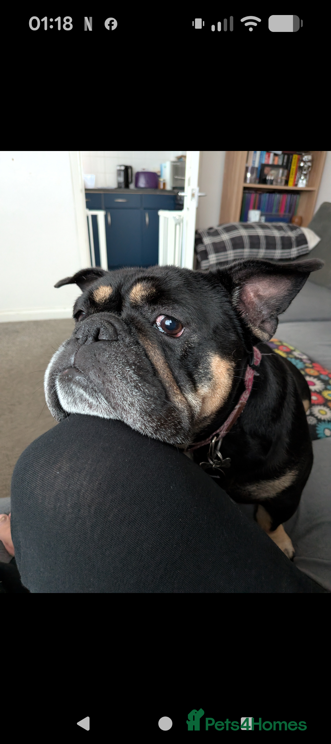 English Bulldog dogs English bulldog up for adoption - Advert 1