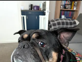 English Bulldog dogs English bulldog up for adoption - Advert 1