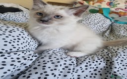 Ragdoll cats for sale: Beautiful Fluffy Ragdoll Kittens 💕🐱 - Image 1