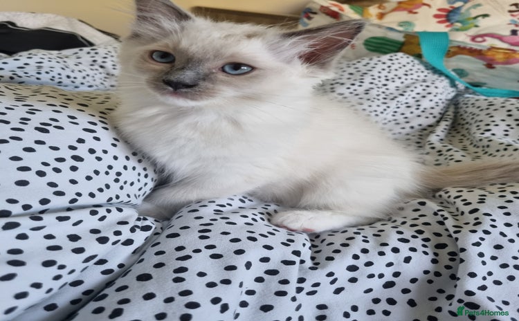 Ragdoll cats - Advert 4