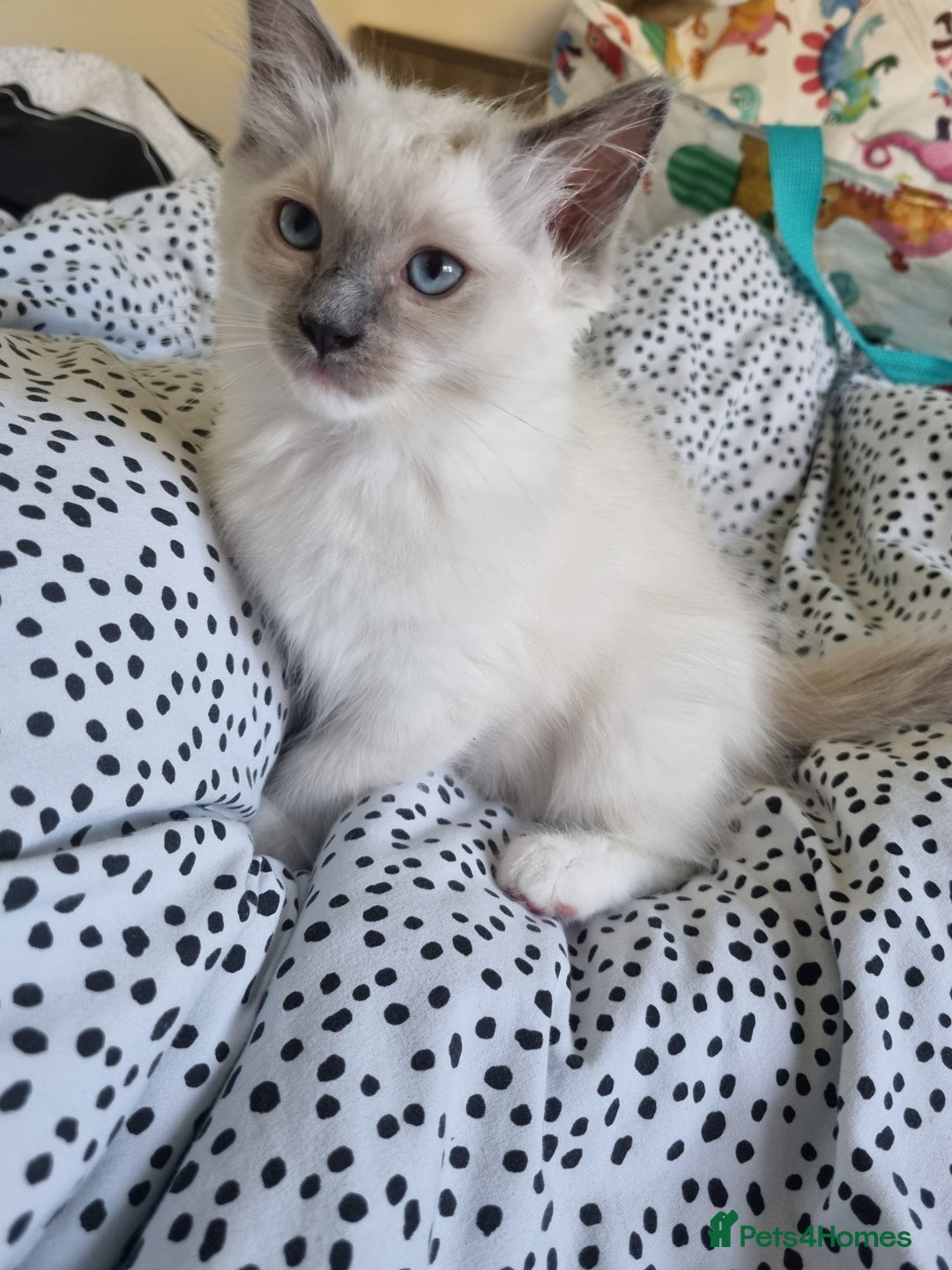 Ragdoll cats for sale: Beautiful Fluffy Ragdoll Kittens 💕🐱 - Image 1