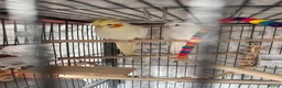 Cockatiels birds for sale: 4x mixed coloured cockatiles - Advert 9