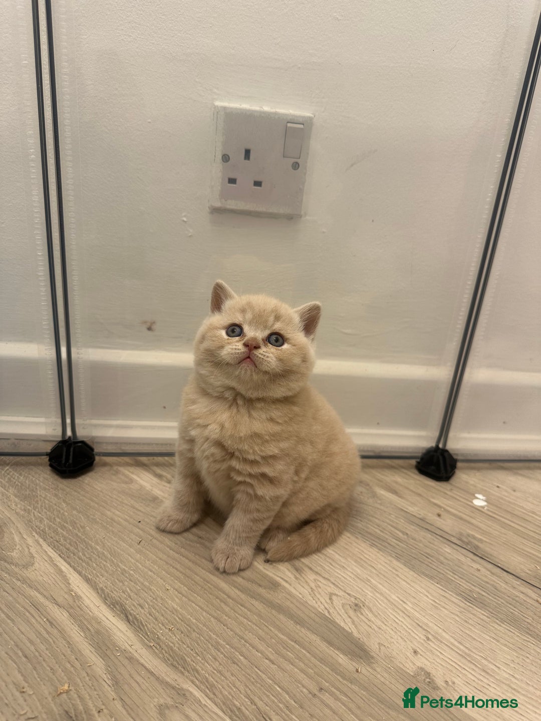 British Shorthair cats for sale:  🦁 Stunning Registered BSH /BLH Champion Lines 🦁 - Image 2