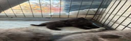 Perdoll cats for sale: Kittens to reserve - Advert 7