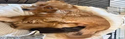Cocker Spaniel dogs for sale: Beautiful Show Type Cocker Spaniels - Advert 7