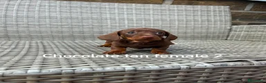 Miniature Dachshund Puppy 5