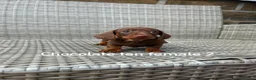 Miniature Dachshund dogs for sale: Miniature dachsunds in Bradford - Advert 12