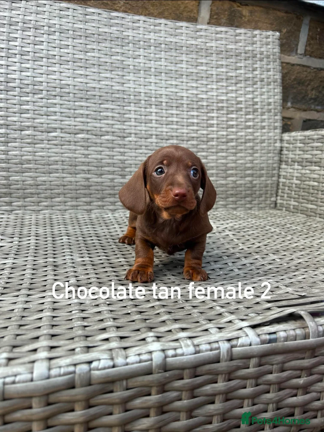 Miniature Dachshund dogs for sale: Last Females Miniature dachsunds - Advert 17