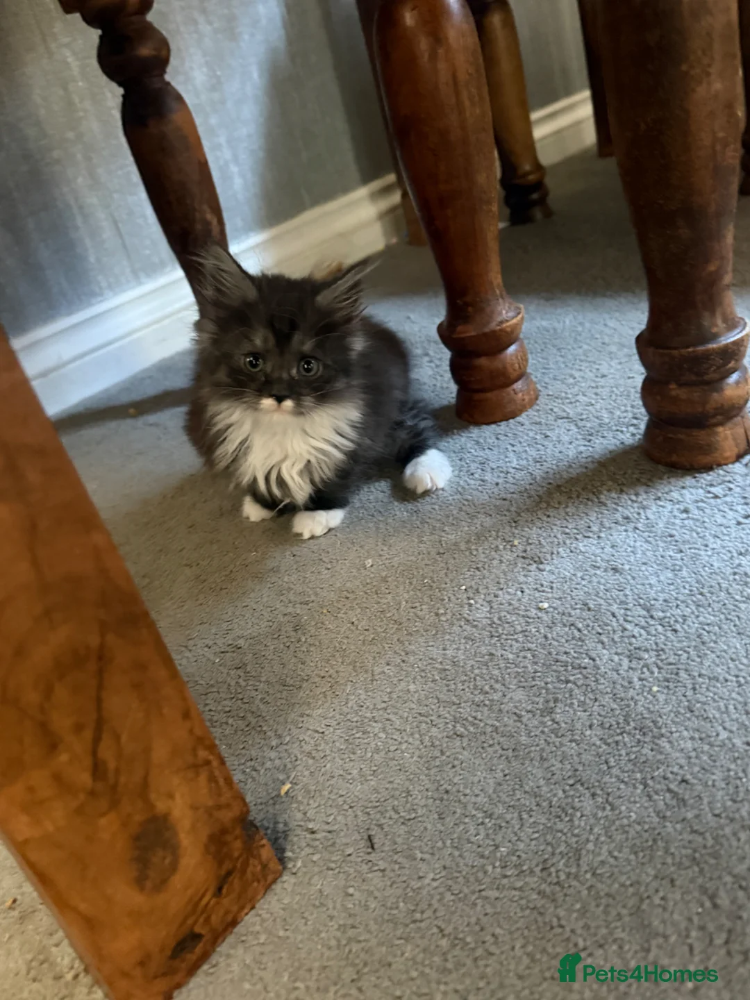 Mixed Breed cats for sale: Mixed mainecoons - Advert 2