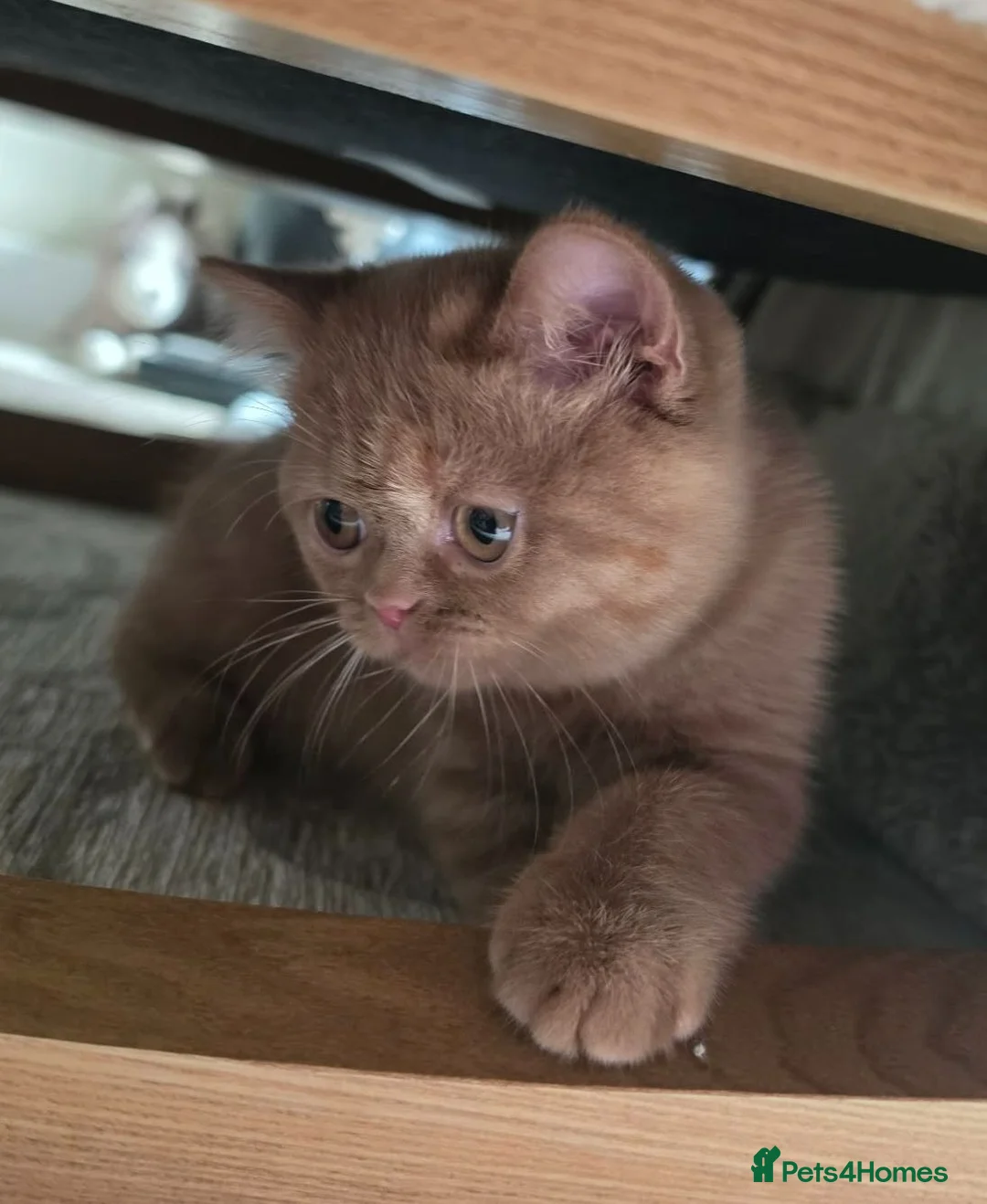 British Shorthair cats for sale: Ready now gccf cinnamon tortie champion line - Advert 2