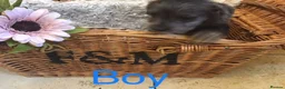 Jackapoo dogs for sale: Mr steven wilson - Advert 20