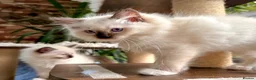Ragdoll cats for sale: 🏆Imperial Grand Champion Sons! - Advert 14