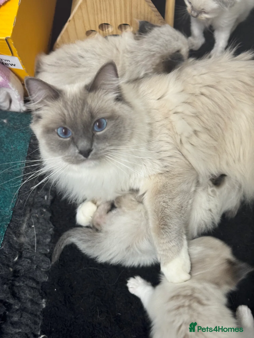Ragdoll cats for sale: GCCF Ragdoll kittens registered pet Active  - Advert 4